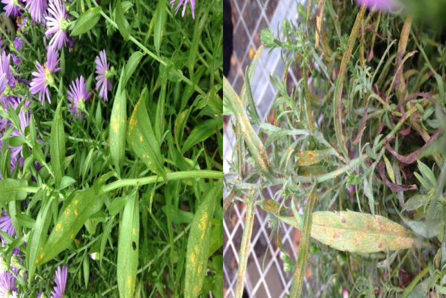 Figura 1: Roya del Aster. Fotos de L. Pundt