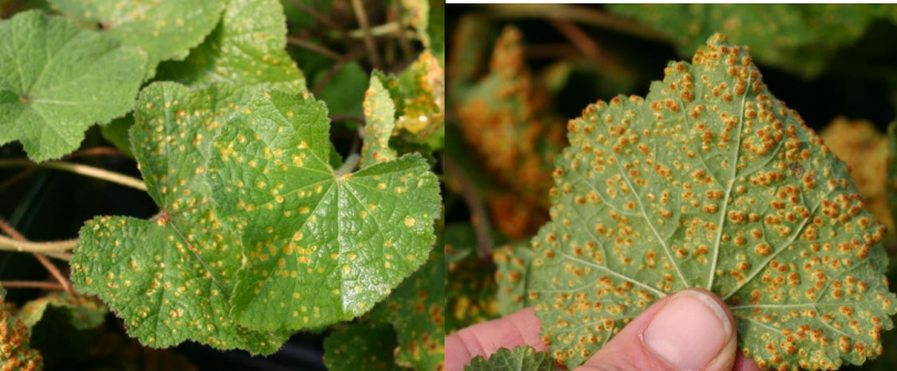 Figuras 2 & 3: Manchas amarillas en la superficie superior de la hoja (izquierda),pústulas de color marrón anaranjado de la roya malvarrosa (derecha). Fotos de L.Pundt