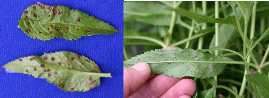 Figuras 4 y 5: Roya Veronica. Fotos de L. Pundt