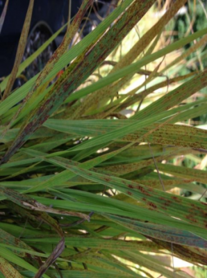 Figura 6: La Roya del Pasto Varilla. Foto de L. Pundt