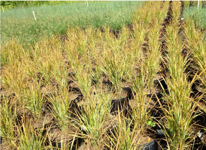 Figura 7: Diferencia entre una variedad susceptible y una más resistente. Foto de L.Pundt