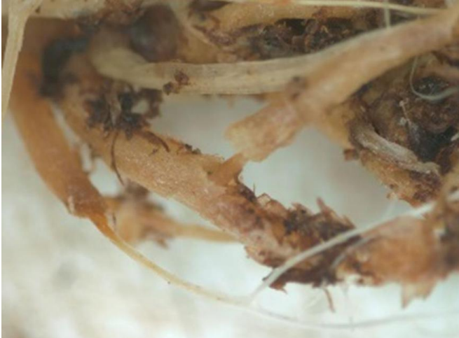 Figura 2: Síntomas de "cola de rata" de una infección Pythium. Foto de J. Allen, UConn.