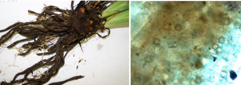 Figura 3: Pudrición de la raíz por Pythium en Iris versicolor (izquierda) y oosporas Pythiumen raíces de iris infectadas. Fotos de J. Allen.