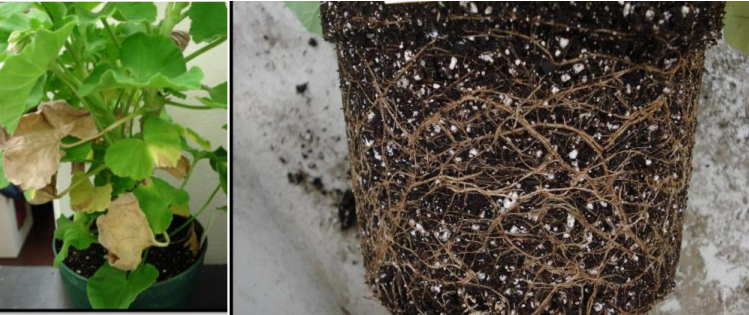Figura 4: Clorosis y lesiones necróticas marrones en hojas (a la izquierda) y raíces marronesdescoloradas. Se necesitaron pruebas de laboratorio para distinguir Phytophthora de lapudrición de la raíz por Pythium más comúnmente observada en este geranio. Fotos de J. Allen. 