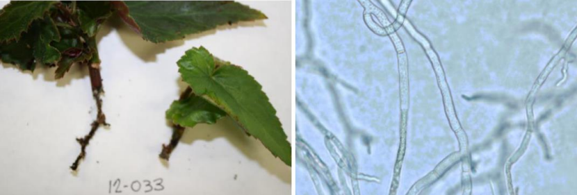 Figura 5: Podredumbre de corte marrón y descolorida y ramificación en ángulo recto deRhizoctonia diagnosticada visto bajo el microscopio. Fotos de J. Allen