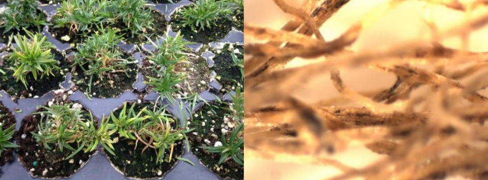 Figura 6: Follaje amarillo debido a la infección de la pudrición de la raíz negra enPhlox subulate (izquierda) y raíces limpias para buscar áreas longitudinales negras(derecha). Fotos de L. Pundt