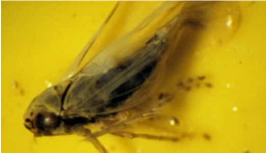 Figura 1: Los saltahojas de aster yellows adultos tienen seis manchas negras en la cabeza. Soninsectos con cuerpo estrechándose hacia el final del abdomen de color verde amarillento. Fotopor L. Pundt 