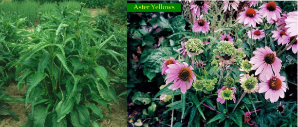 Figuras 2 y 3: Aster amarillos en Echinachea. Foto de C. Smith, UNH a la izquierda y G.Moorman, Penn State a la derecha. 
