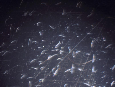 Figura 5: Los nematodos muertos estarán rectos y los nematodos sanos tendrán una ligeracurvatura en forma de J. Compruebe los nematodos antes y después de la aplicación. Fotopor L. Pundt