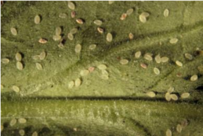 Figura 6: Las ninfas de mosca blanca infectadas por Beauveria bassiana se decoloran. Foto porL. Pundt 