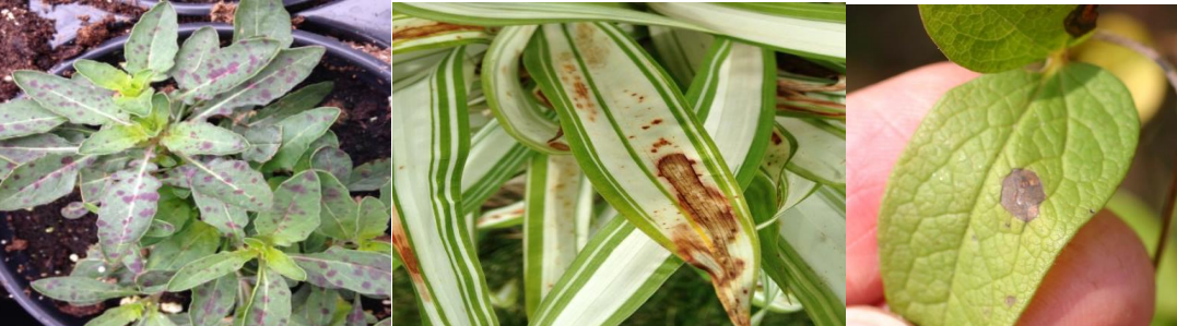 Figura 1: Manchas foliares normales en Oenothera debido a poca luz y noches frías (izquierda),mancha foliar por Alternaria en Juncia (centro) y mancha foliar por Ascochyta en Clematis(derecha). Fotos de L. Pundt
