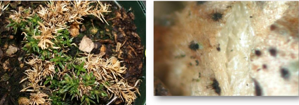Figura 2: Antracnosis en Phlox subulata (izquierda) y primer plano de las estructuras defructificación de Colletrotrichum. Fotos de J. Allen