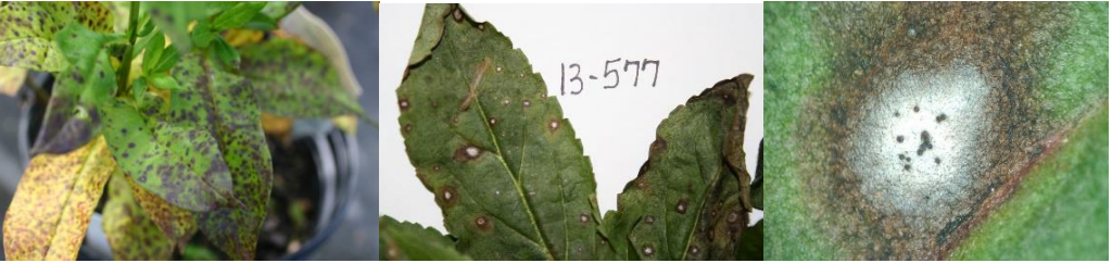 Figura 3: Mancha foliar por Septoria en Phlox paniculata (foto de L, Pundt) (izquierda); Septoriaen Veronica (centro) Foto de J. Allen y primer plano de la mancha foliar por Septoria enVeronica con centro blanco y margen oscurecido (derecha). Foto de J. Allen