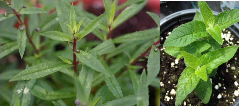 Figura 1: Moteado o punteado como signos de la alimentación de ácaros. Foto de L. Pundt