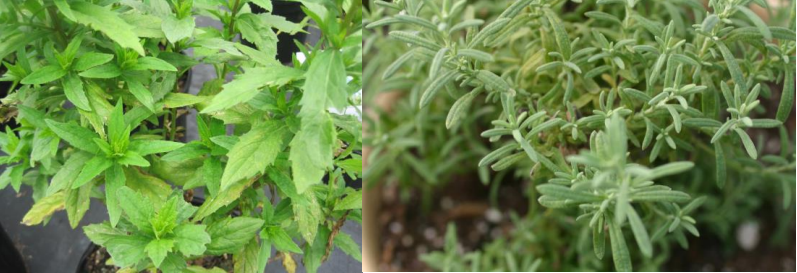 Figura 2: La alimentación de ácaros también puede resultar en hojas amarillentas, que seasemeja a un trastorno de nutrientes. Foto de L. Pundt