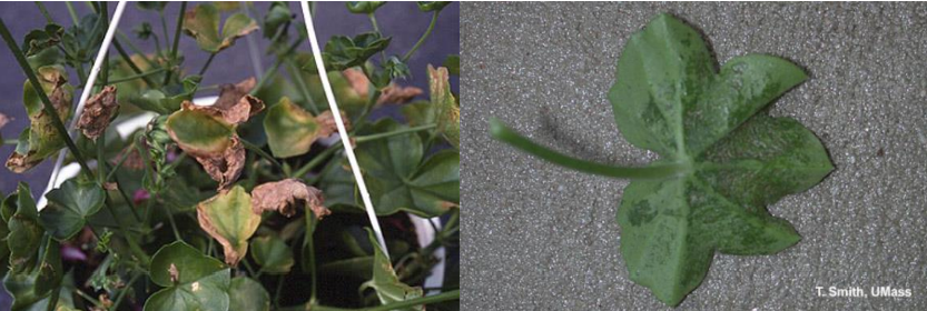 Figura 3: El daño de ácaros en los geranios de hiedra se asemeja a un edema. Foto de L. Pundt