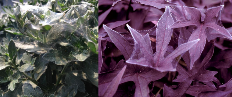 Figura 4: Cuando se desarrollan grandes poblaciones de ácaros, se pueden ver telarañas finas.Fotos de L. Pundt