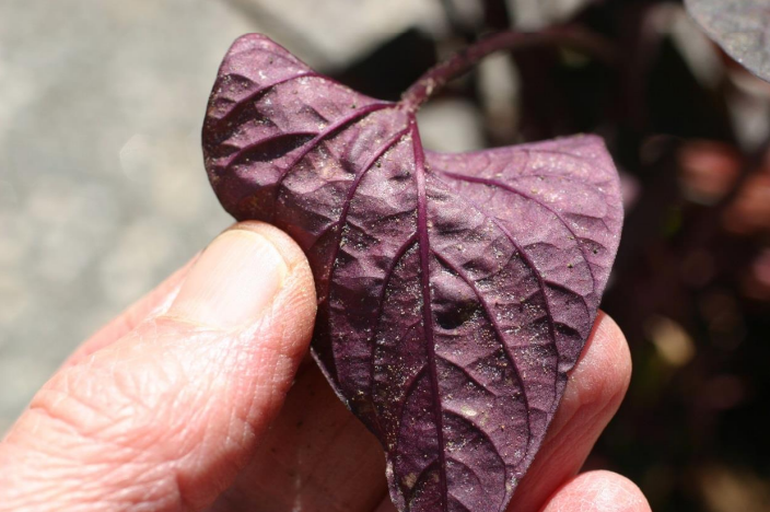 Figura 5: Cáscaras vacías de huevo y pieles de los ácaros. Foto de L. Pundt