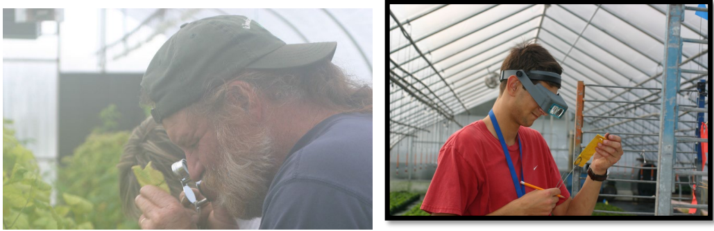 Figura 3: Uso de una lupa de mano para monitorear los ácaros rojos (izquierda) y una lupa dediadema manos libres para monitorear tarjetas adhesivas (derecha). Fotos por L. Pundt