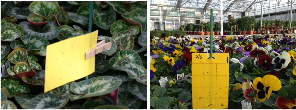 Figura 4: Uso de tarjetas adhesivas. Foto por L. Pundt