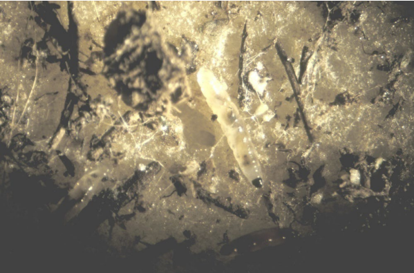 Figura 5: Uso de trozos de papa en forma de disco para monitorear larvas de mosquitos delsustrato. Foto por L. Pundt