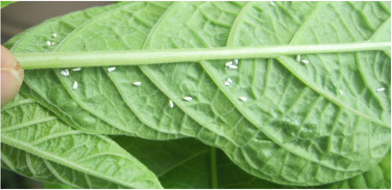 Figura 1: Adultos de la mosca blanca del invernadero. Foto de L. Pundt