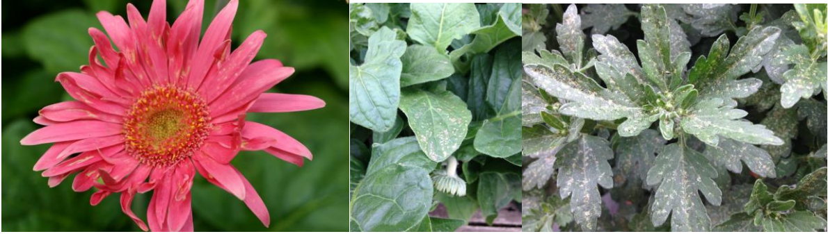 Figure 1: White streaking and distorted gerbera daisy flower petals due to thrips feeding (far left), whitescarring and fecal spots on leaves of gerbera daisy (in middle) and on garden mum (on right). Photos byL. Pundt 