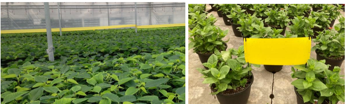 Figure 2: Hopper tape placed along posts (on left) or larger sticky cards (on right) used to trap out thripsand other flying insects. Photos by L. Pundt
