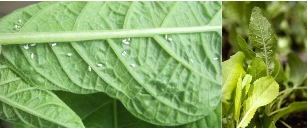 Figure 1: Greenhouse whitefly adults on underside of Brugmansia leaves (on left) and costmary(on right). Photos by L. Pundt