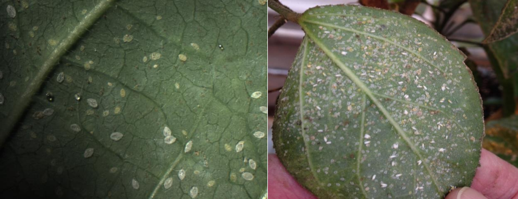 Figure 2: Sweetpotato whiteflies immatures (on left); immatures and adults (on right). Photos byL. Pundt