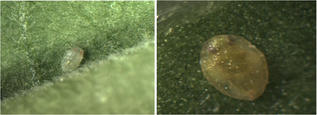 Figure 3: Greenhouse whitefly pupae (on left) and yellow sweetpotato whitefly pupae (on right).Photos by L. Pundt