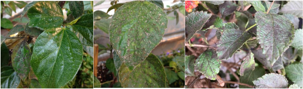 Figure 4: Shiny honeydew on hibiscus leaf (left) and black sooty mold fungus on hibiscus (inmiddle) and lantana (on right). Photos by L. Pundt