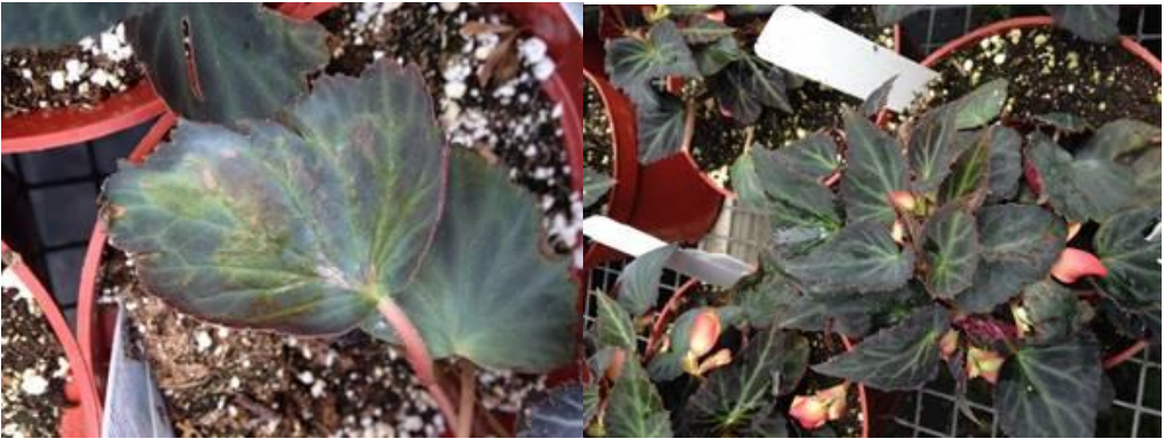 Figure 1: Spray damage (note pitting) on older begonia leaves (on left)) and new growthimproves with no progression of symptoms (on right). Photos by L. Pundt