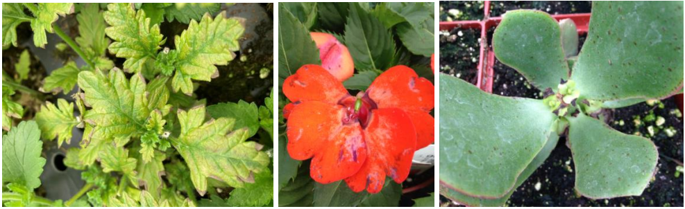 Figure 2: Spray damage on certain cultivars of verbena, to open impatiens blooms and toyoungest crassula leaves (from left to right). Photos by L. Pundt