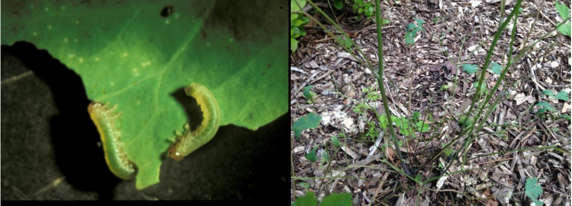 Figures 1 & 2: Columbine sawfly larvae (on left) and it’s damage on columbine in the garden(on right). Photos by L. Pundt 