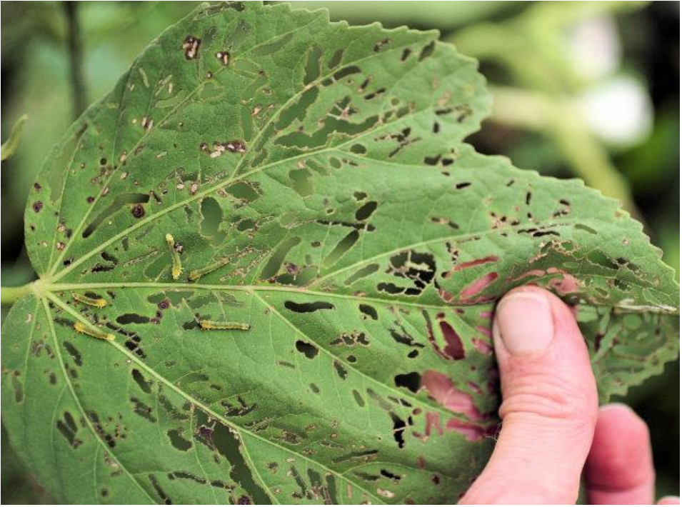 Figure 3: Hibiscus sawfly larvae feeding in groups and their damage to Hibiscus. Photo by L.Pundt