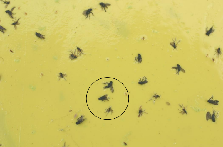 Figure 1: Robust shore flies compared to delicate fungus gnats within circle on a sticky card. Photo by L. Pundt