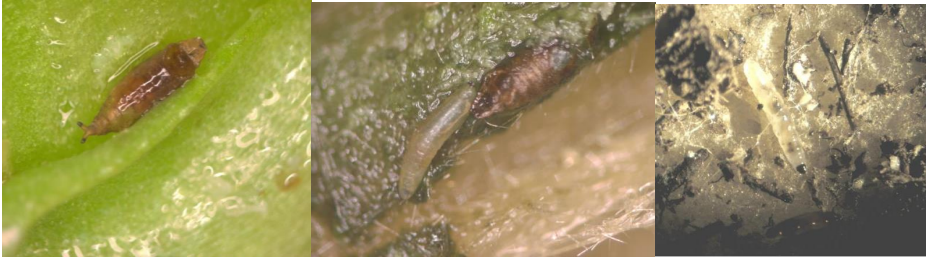 Figure 2: Shore fly larvae (left) , shore fly larva and pupae (Photos by Joan Allen, UConn) and black-headed fungus gnat larvae (on right). Photo by L. Pundt