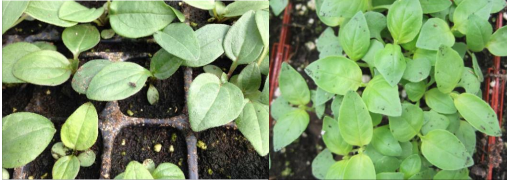 Figure 3: Shore fly adults resting on leaves (on left) and their droppings (frass) on right. Photos by L. Pundt
