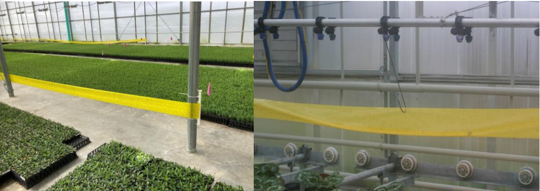 Figure 4 Mass trapping shore flies in a propagation greenhouse. Photos by L. Pundt