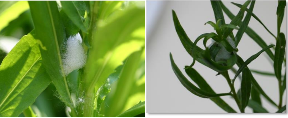 Figures 1 & 2: Spittle masses. Photos by L. Pundt 