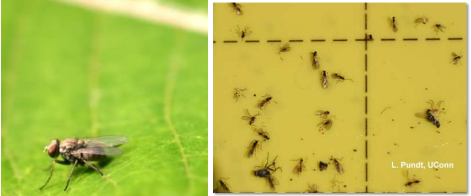 Figure 5: Beneficial adult hunter fly perching on leaf (on left) and Hexacloa neoscatellaparasitoid wasp on yellow sticky card (on right). Photos by L. Pundt