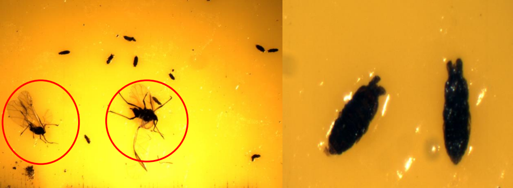 Figure 1: Springtails compared to the larger winged aphids (within circle) on sticky cards on leftand close-up of springtails on sticky card. Photos by L. Pundt