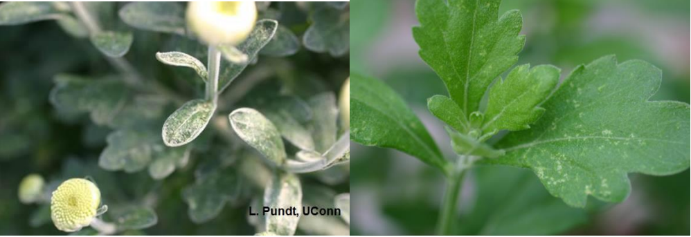Figure 1: Chrysanthemum flowers do not fully develop due to TPB feeding (on left) and spotson the leaf (on right). Photos by L. Pundt 