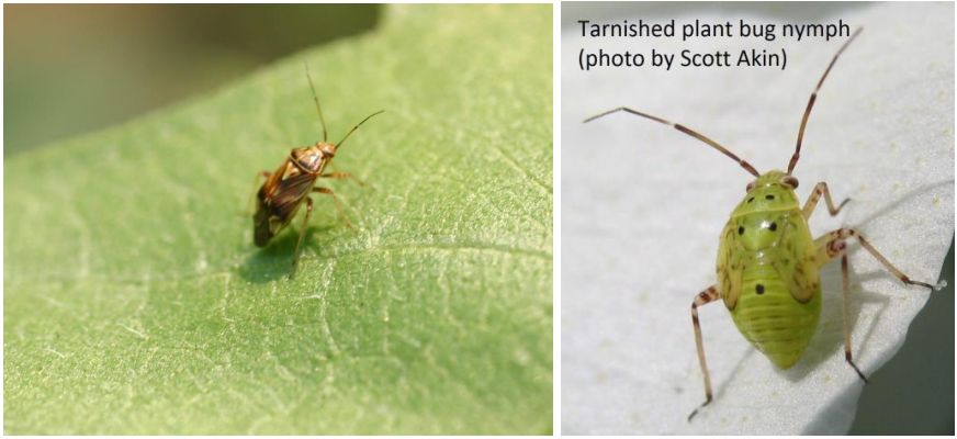 Figure 2: Tarnished plant bug adult (Photo by L. Pundt) and nymph (Photo by S. Akin). 