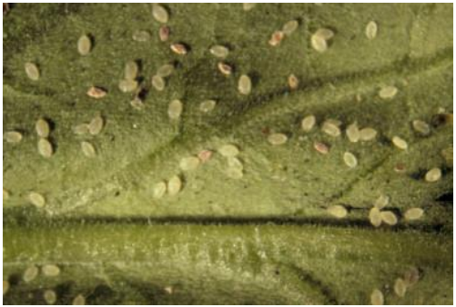 Figure 1: Greenhouse whitefly pupae are discolored after application with Beauveria.Photo by L. Pundt