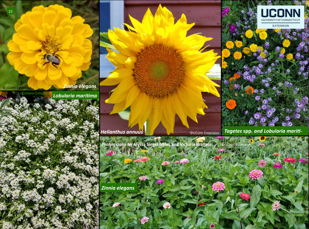 ANNUALS FOR BIOLOGICAL CONTROL GARDENS