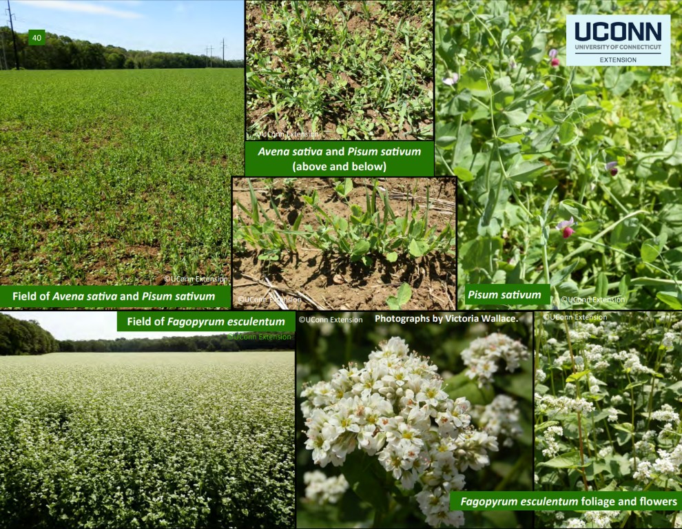 COVER CROPS