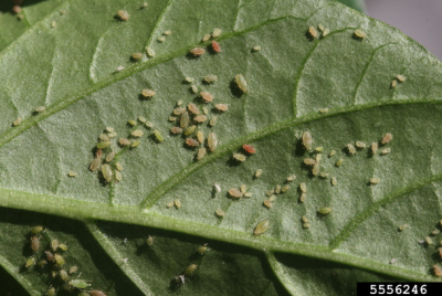 close up of the underside of a leaf covered with insects