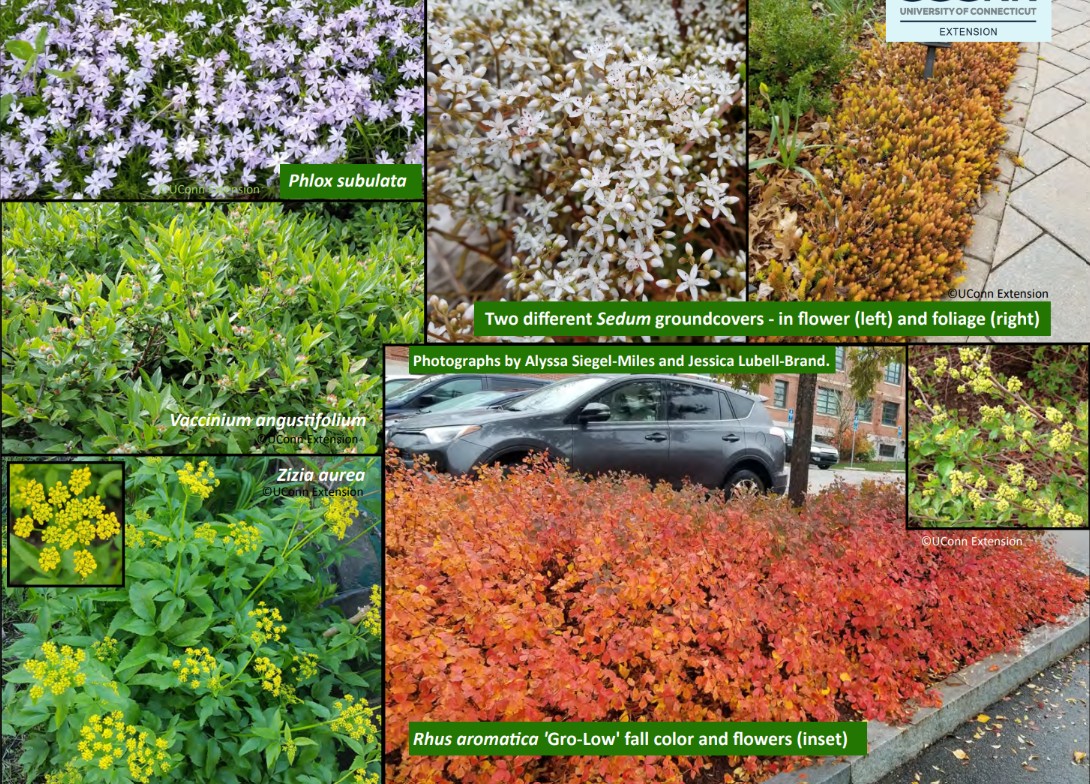 LOW-GROWING GROUND COVERS